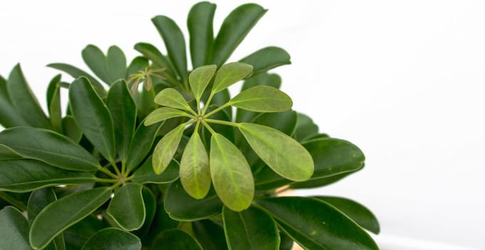 Schefflera Compacta op stam - 50cm
