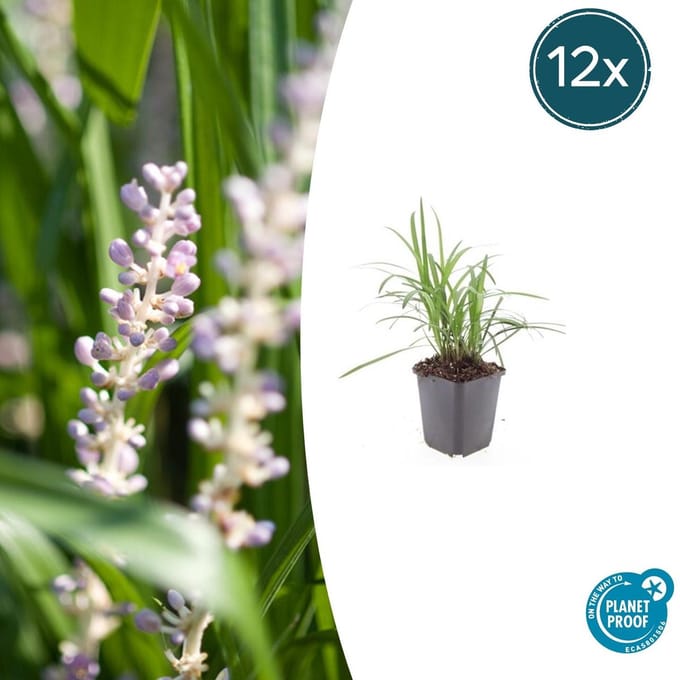12 maal Wit Leliegras - Liriope muscari 'Monroe White' - ca. 15 cm hoog