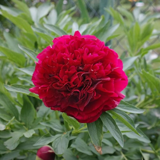 3 x  Paeonia Officinalis 'Rubra Plena'  - Tuinpioen pot 9x9cm