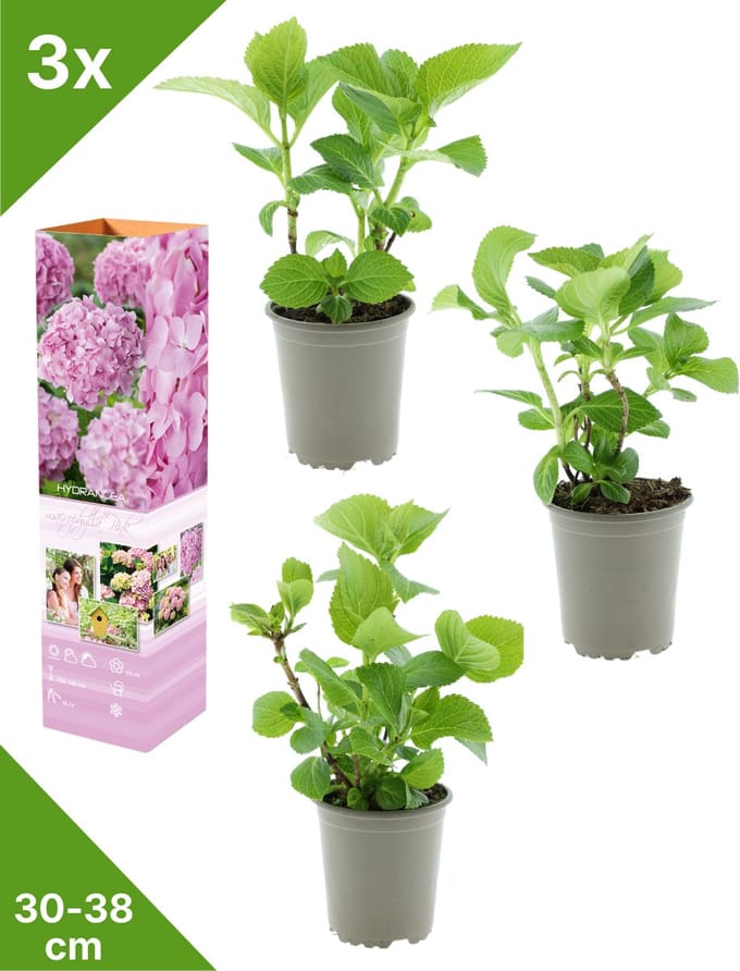 GARDENZO - 3x Hydrangea macrophylla 'Roze' (Hortensia) - in P9 Pot