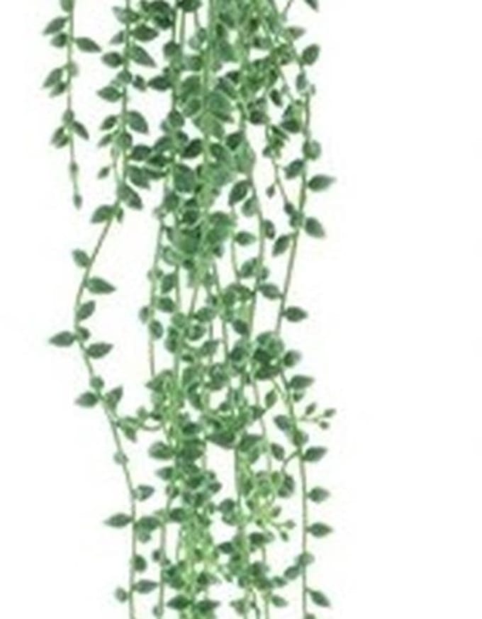 Erutan avon - Hanging senecio spray green 86 cm