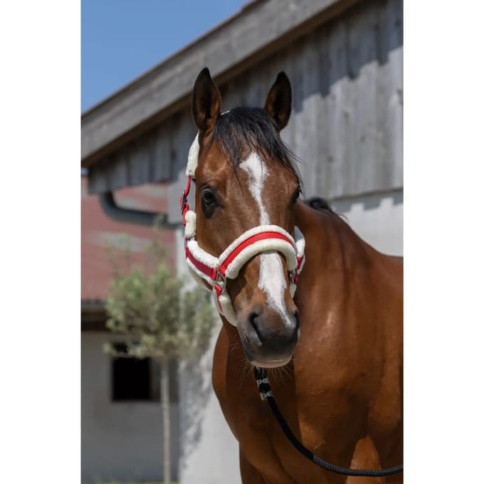 Halster voor paarden Norton Cosy