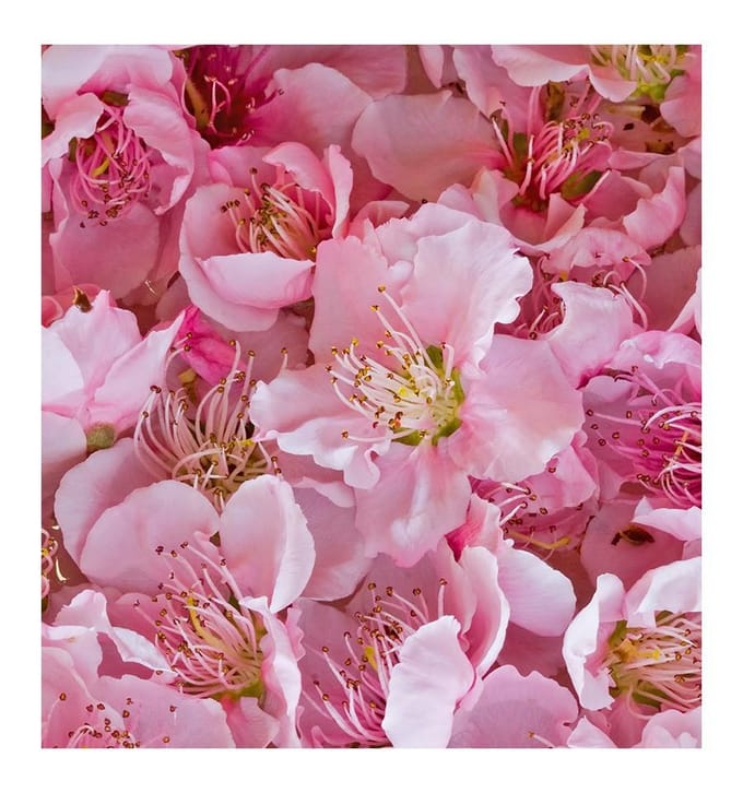 Yodeyma eau de rose sexy parfumée pour femme 100ml