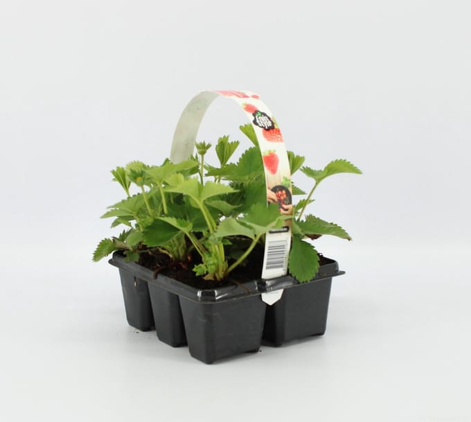 Aardbeien Sixpack - Fragaria ananassa 'Korona' - set van 1 Aarbeien Sickpacks - hoogte 20 / 30 cm