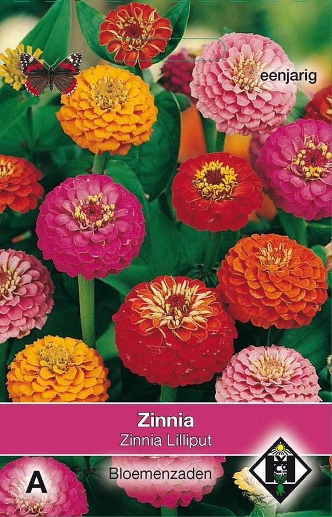 2 stuks Van Hemert & Co Zinnia elegans Lilliput