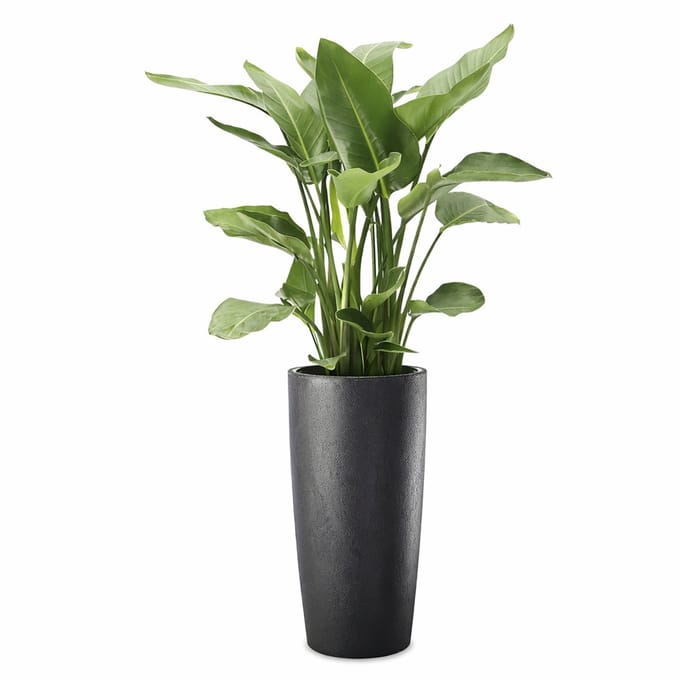 Elezza Musa Matte Bloempot Ø35 x H70 cm - Antraciet