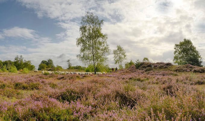 Fotobehang Heide Maasduinen 450 x 260 cm - € 295,--