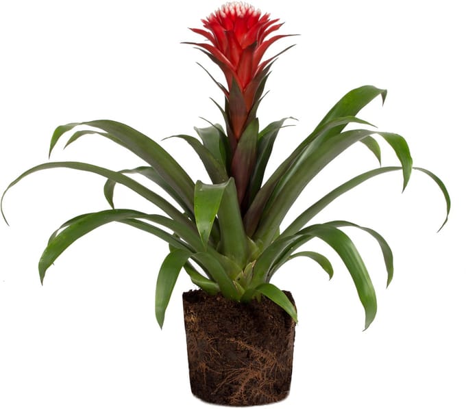 Moerings Guzmania Bromelia in 5 cm pot