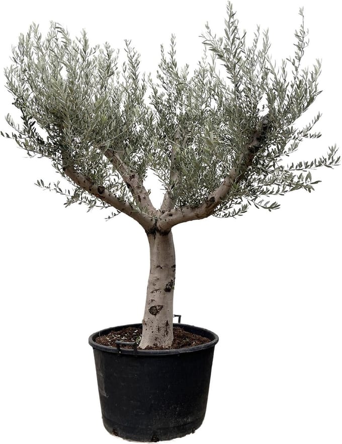 Olea Europaea Cultivo - 250cm- Ø80