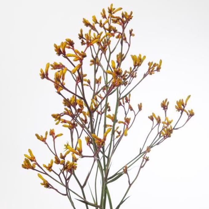 20x Anigoz.gold fever 80cm