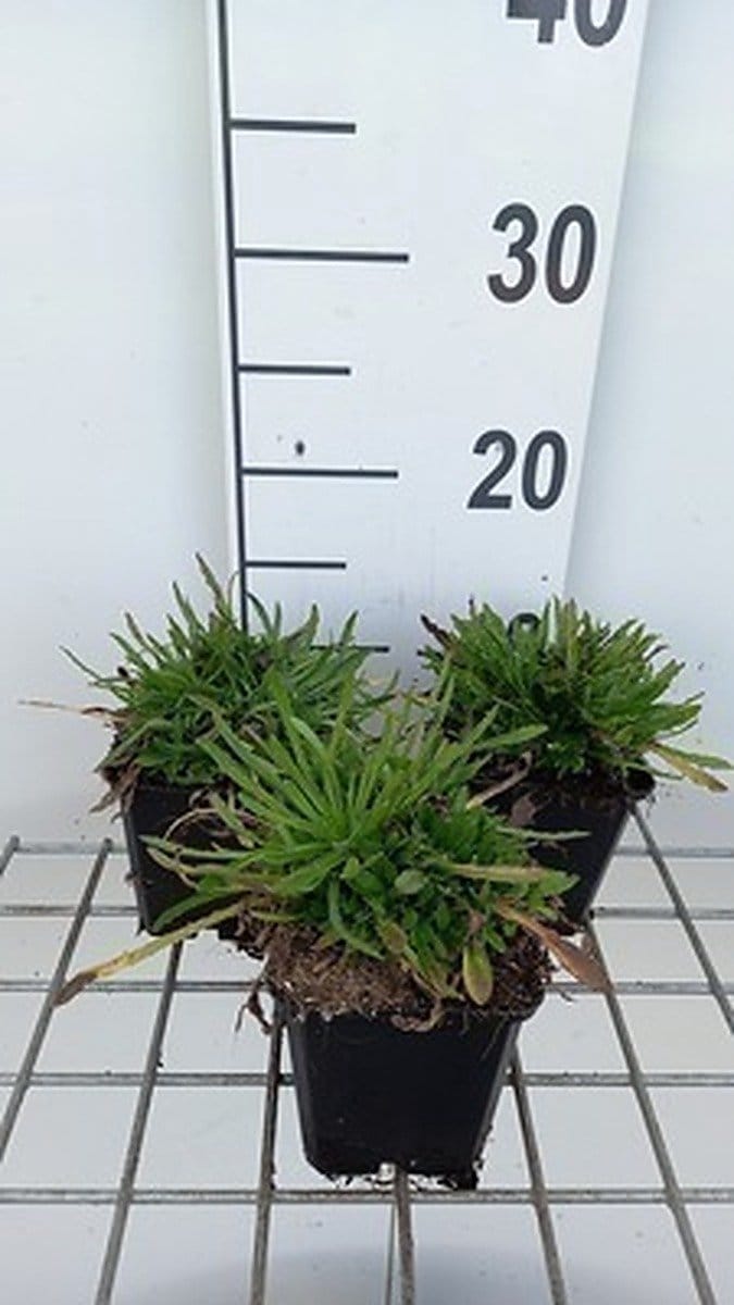 6x Jasione - Jasione laevis 'Blaulicht' | 9x9 cm pot