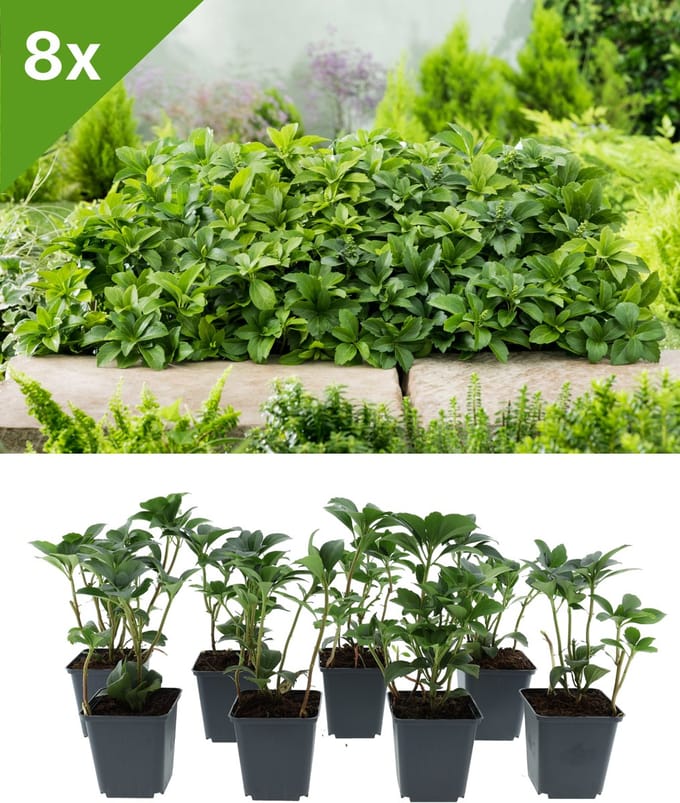 GARDENZO - Pachysandra terminalis (Dikkemanskruid) set van 8 bodembedekkers voor 1 m2
