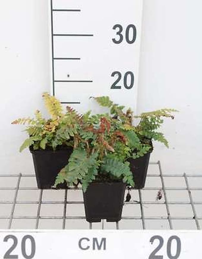 6x Hulstvaren , Glansschildvaren , - Polystichum polyblepharum | 9x9 cm pot