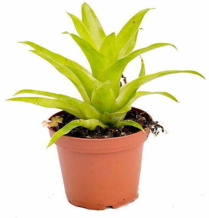 Moerings Catopsis Bromelia | In 5 cm pot