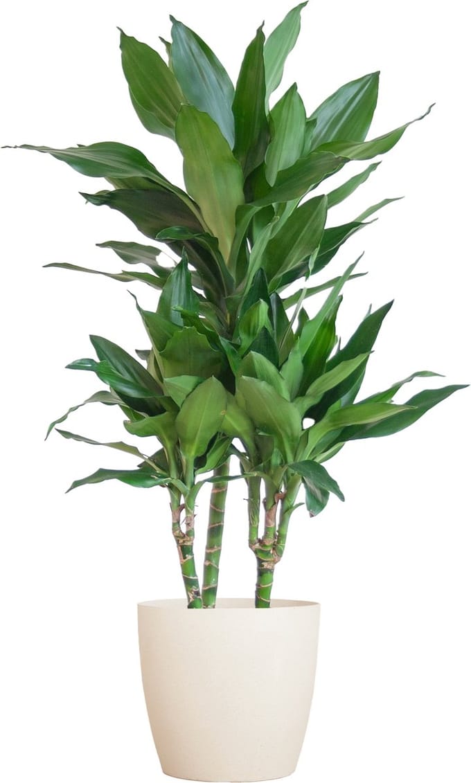 Dracaena Janet Lind met Viber wit pot – 95 cm – Ø21 cm