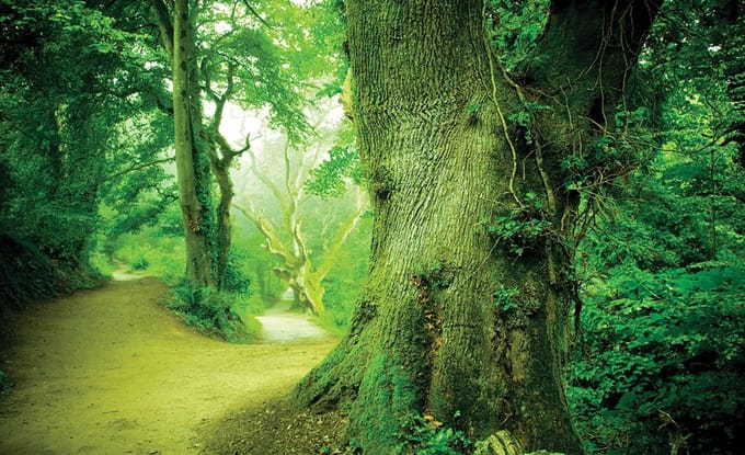 Poster | Groen | 104 x 70,5 cm