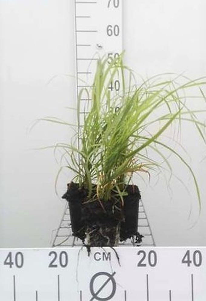 6x Struisriet - Calamagrostis brachytricha ( stipa brachytricha) | 9x9 cm pot