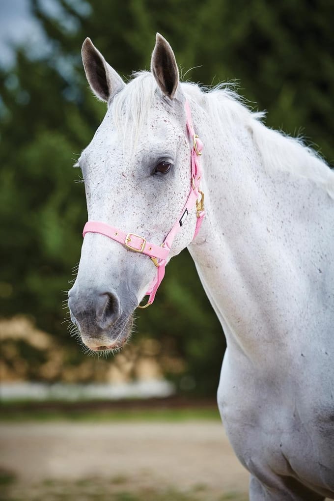 Weatherbeeta Verstelbare Quick Clip Halster - Roze - Maat Full