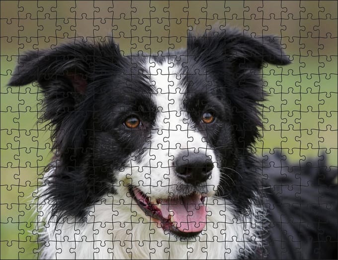 Puzzel Border Collie | 252 stukjes | Dierenpuzzel | Hondenpuzzel