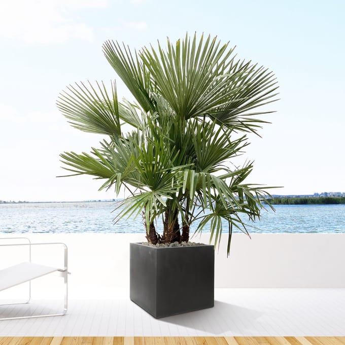 Trachycarpus Fortunei - 250cm