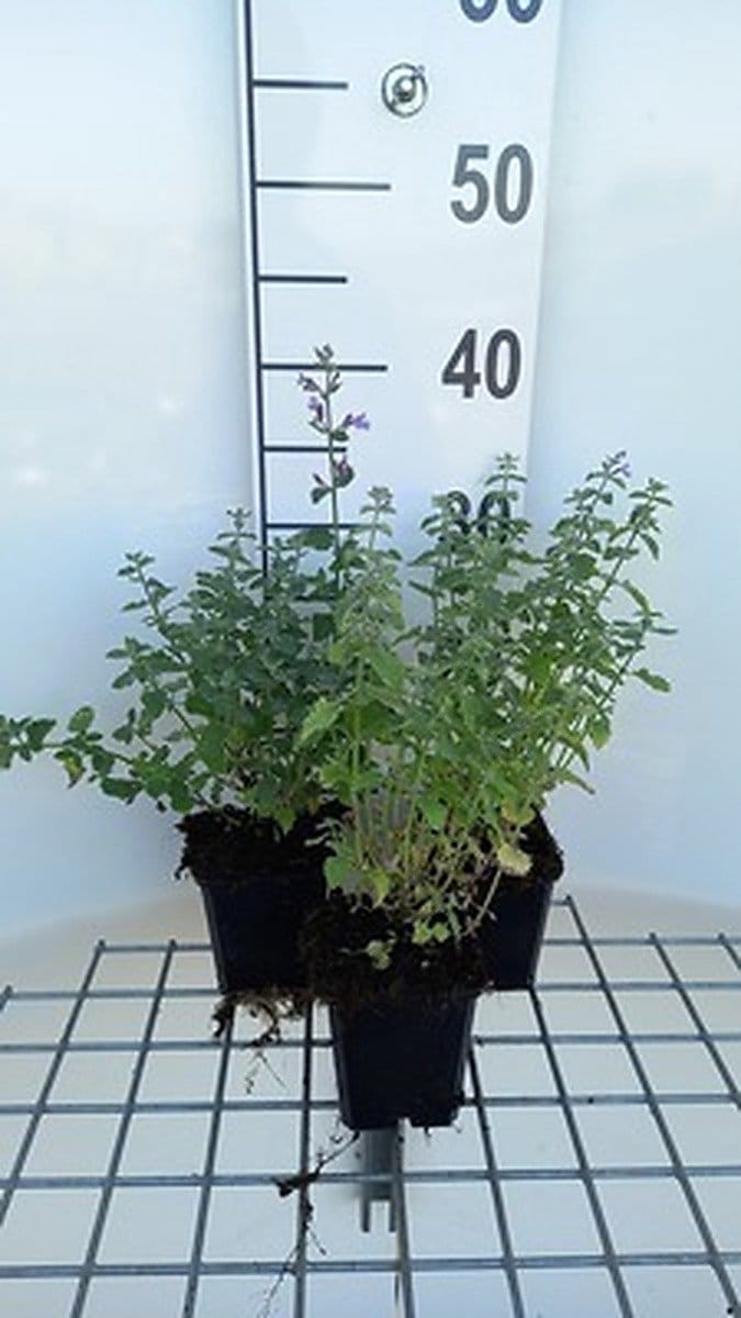 6x Kattekruid - Nepeta faas. 'Dropmore' | 9x9 cm pot