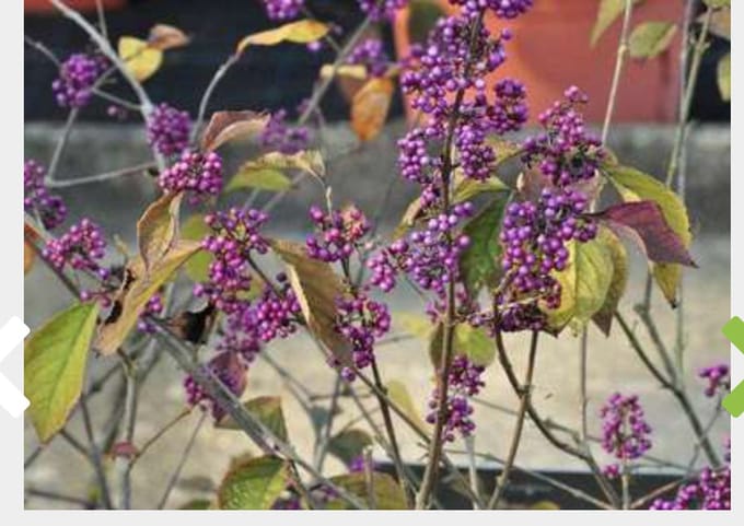 Callicarpa Bodinieri 'Profusion' - Schoonvrucht 40-60 cm in pot