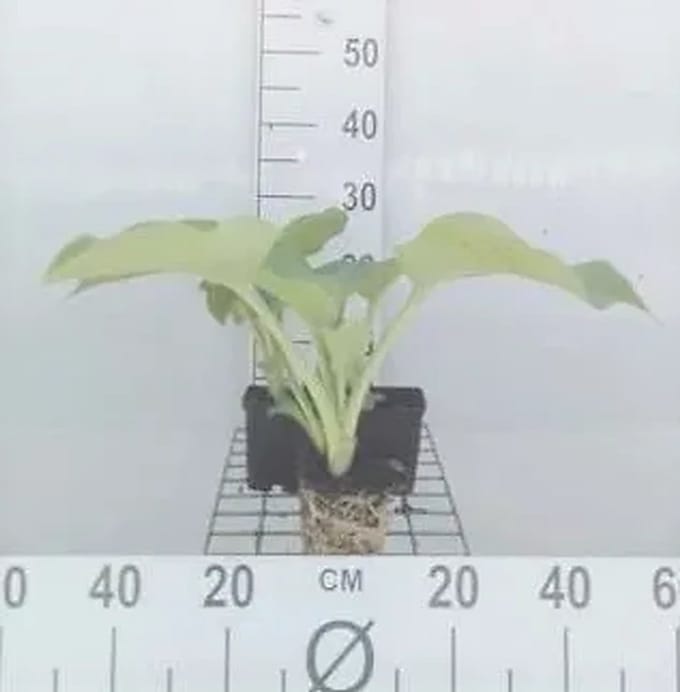 6x Hartlelie - Hosta hybr. 'Blue Angel' | 9x9 cm pot