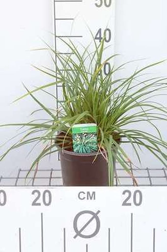 Japanse Zegge - Carex morrowii | 3 liter pot