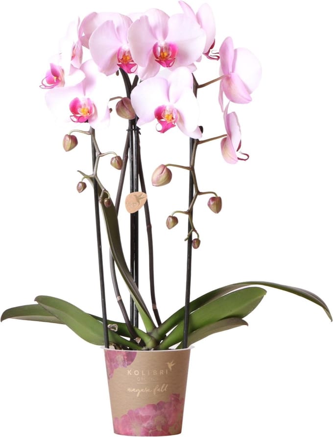 Roze Phalaenopsis orchidee - Niagara Fall - potmaat Ø12cm -