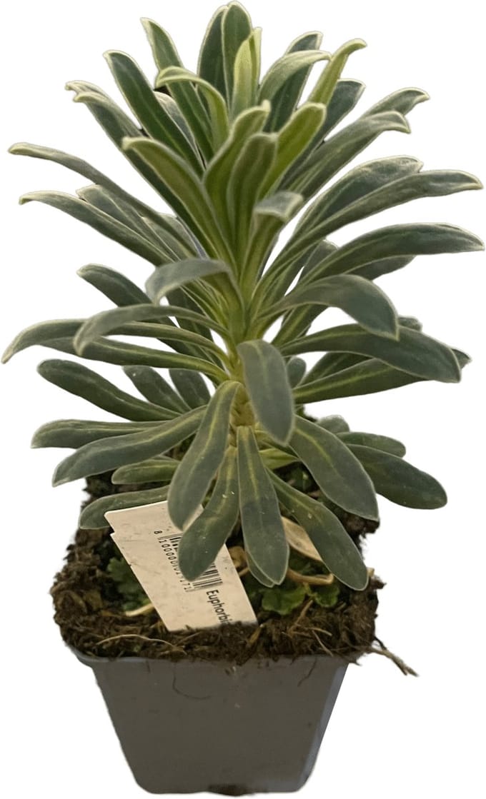 6x Wolfsmelk - Euphorbia characias | 9x9 cm pot