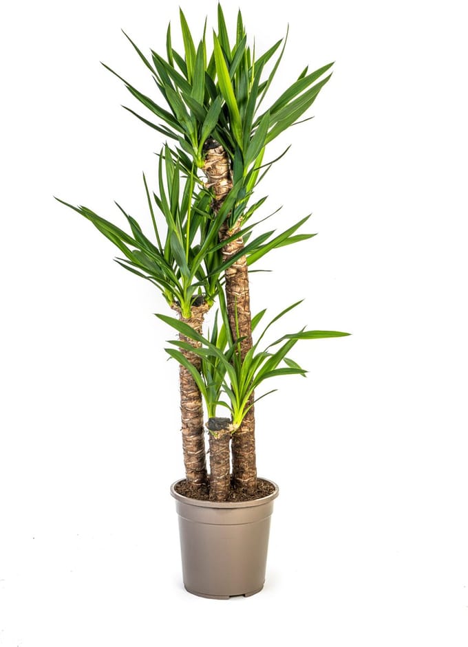 Green Harmony | Yucca Elephantipes Ø24cm - 130cm