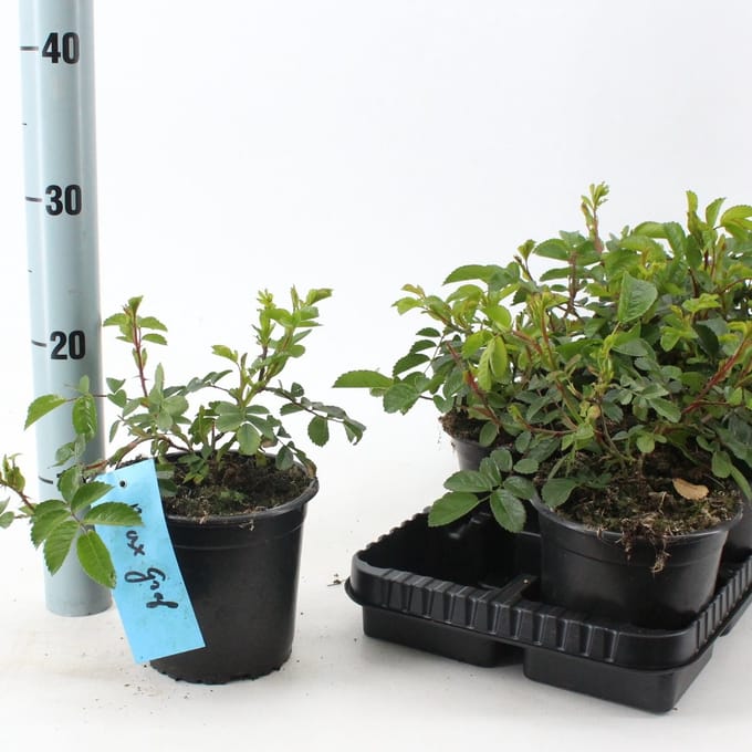 Rosa (R) 'Max Graf' - Roos | 10-15 cm in pot
