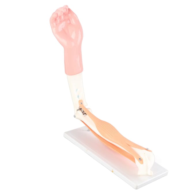 Arm Bewegend Model Anatomisch Ellebooggewricht Bewegingsmodel Basisschool Onderwijsaccessoire white