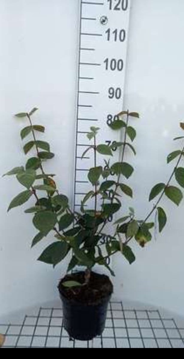 Viburnum carlesii 'Juddii' - Sneeuwbal 30- 40 cm in pot