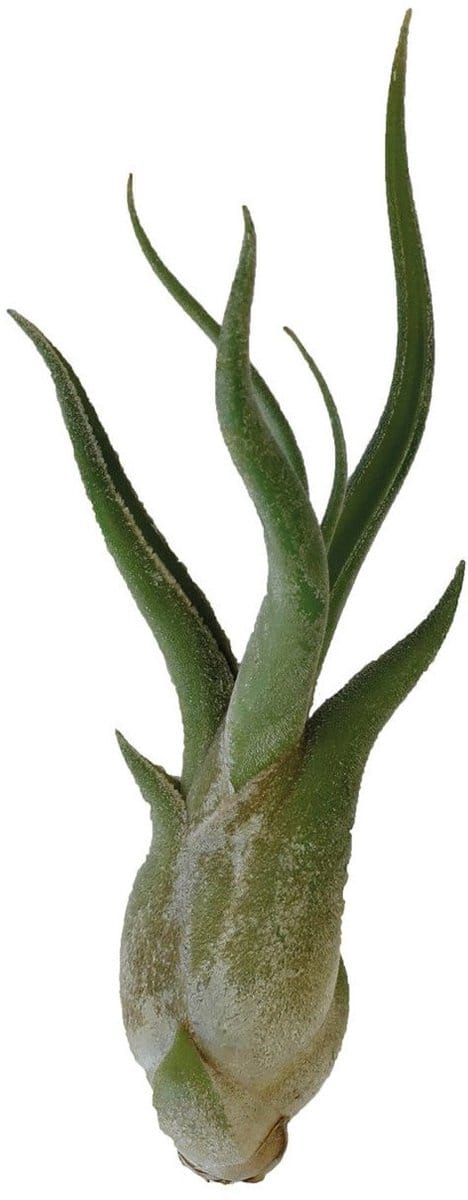Aquafleur Tillandsia Caput Medusae