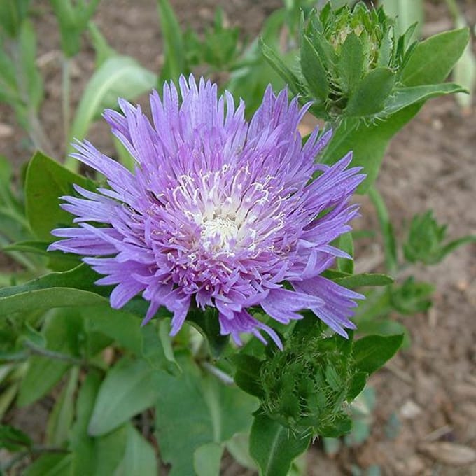 6 x Stokesia Laevis - Stokkruid pot 9x9cm