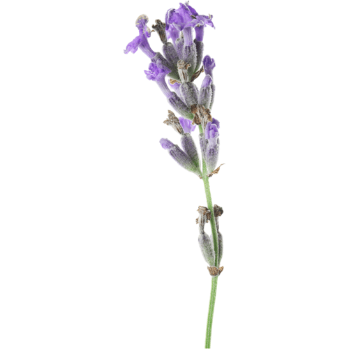 Natural Heroes Lavendel EO - Lavandula stoechas subsp. Luisieri - 5 ml