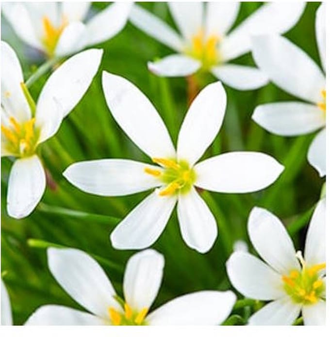 Moerings Zephranthes Candida | Westenwindlelie | In 9CM pot