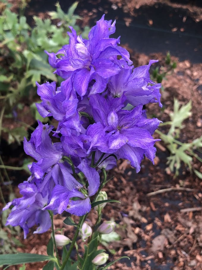 6x Ridderspoor - Delphinium hybr. 'Delgenius Breezin' | 9x9 cm pot