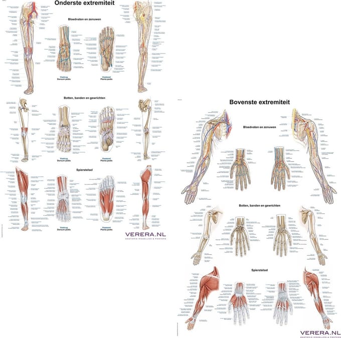 Het menselijk lichaam - anatomie posters bovenste en onderste extremiteit (Nederlands/Latijn, papier, 50x70 cm)