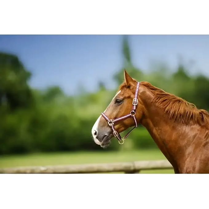Halster voor paarden Norton Doublé cuir