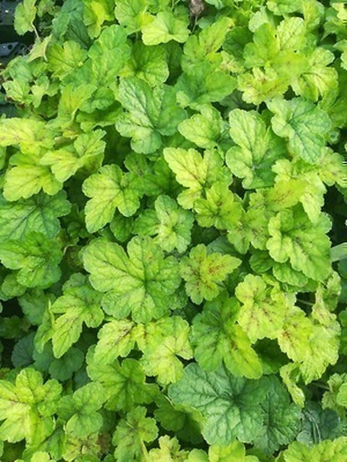 6x Perzische muts - Tiarella cord. 'Running Tiger' | 9x9 cm pot