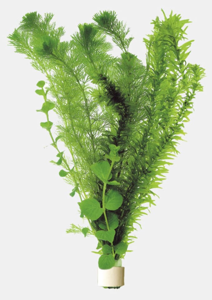 Aquafleur Koudwaterbos (3 varieteiten) | In Terracotta Ring Waterplant