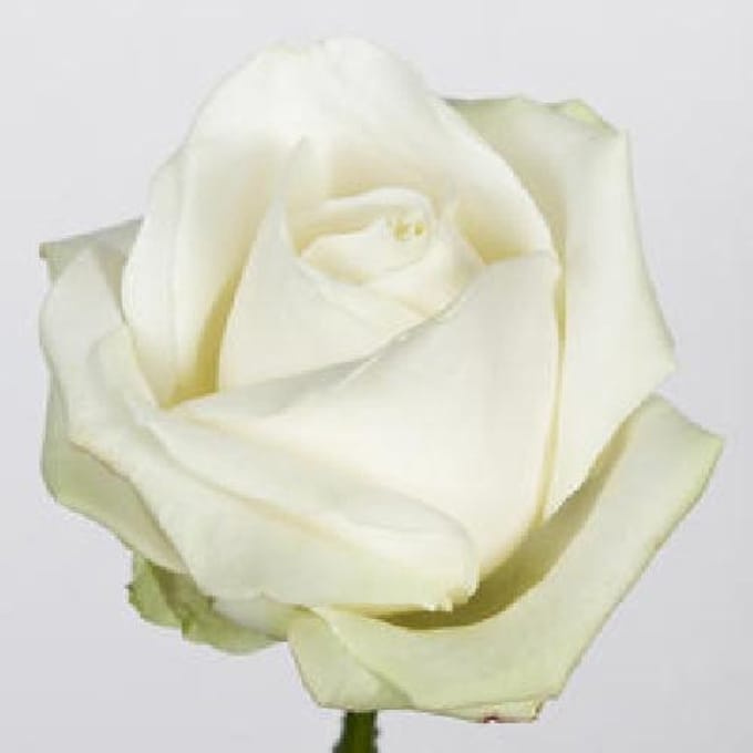 10x Rosa avalanche+ 50cm