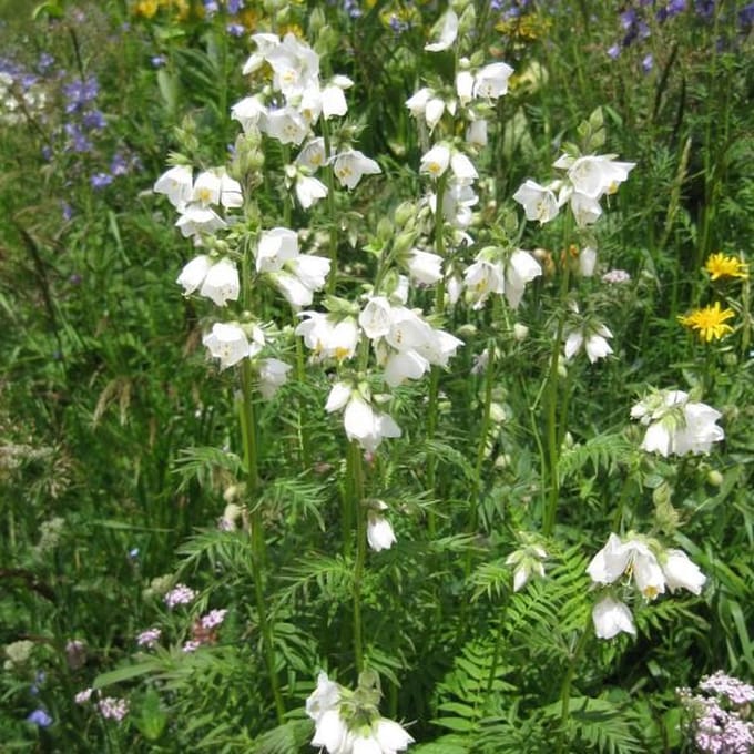 6 x Polemonium Caeruleum 'Album' - Jakobsladder pot 9x9cm