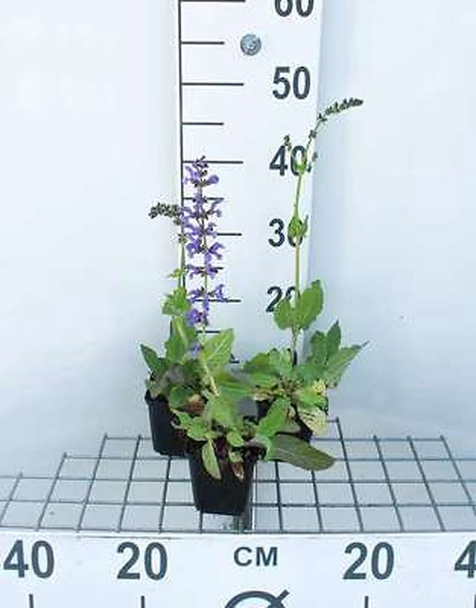 6x Veldsalie - Salvia pratensis | 9x9 cm pot