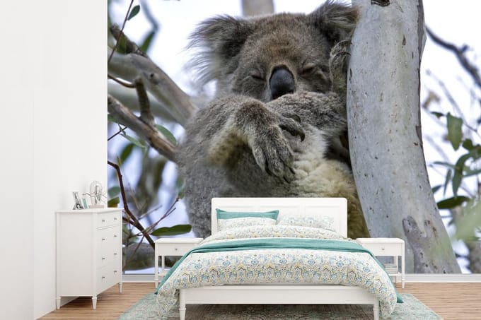 Behang - Fotobehang Koala - Boom -Dier - Breedte 305 cm x hoogte 220 cm