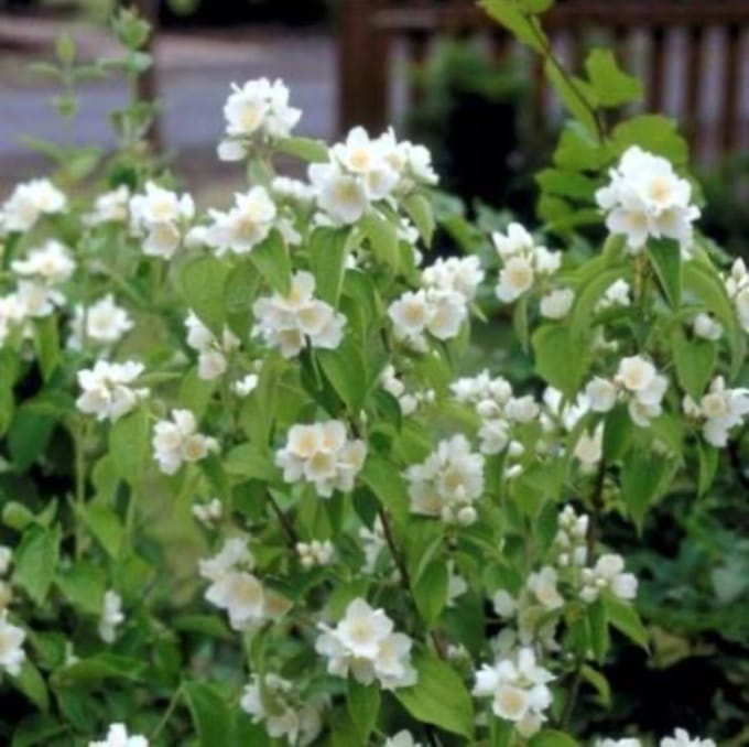 Philadelphus 'Lemoinei' - Boerenjasmijn 50 - 60 cm in pot