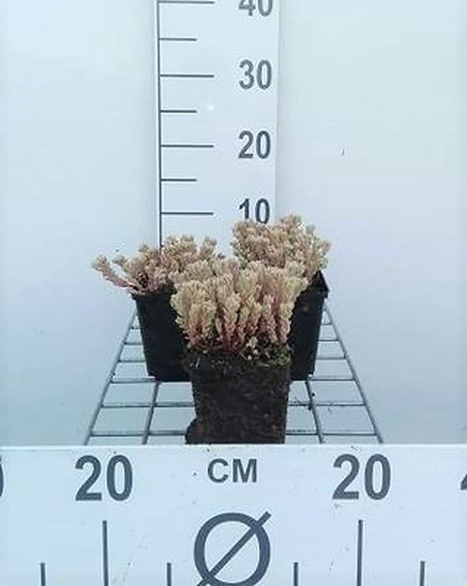 6x Sedum lydium