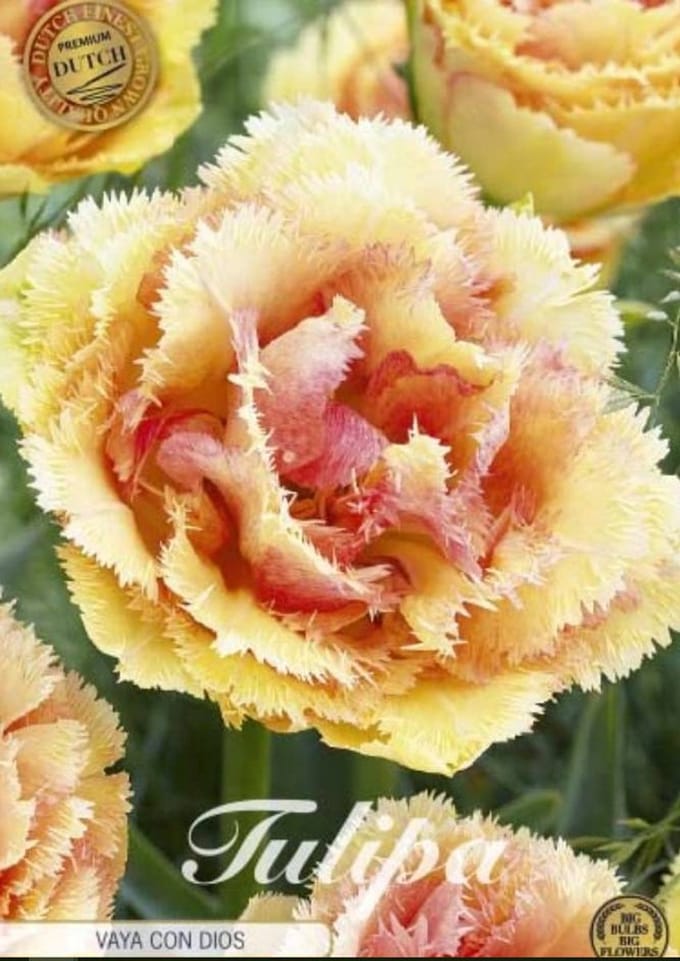Dutch Finest Quality bloembollen - Tulpenbollen Tulp Fringed Double Vaya Con Dios x5 12/+s